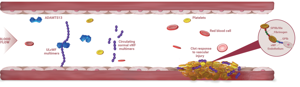 thrombotic thrombocytopenic purpura pathophysiology